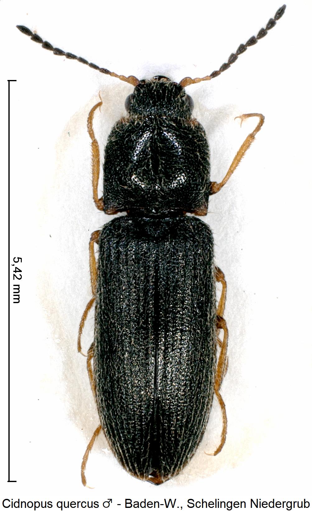 cidnopus_quercus m_hab.jpg